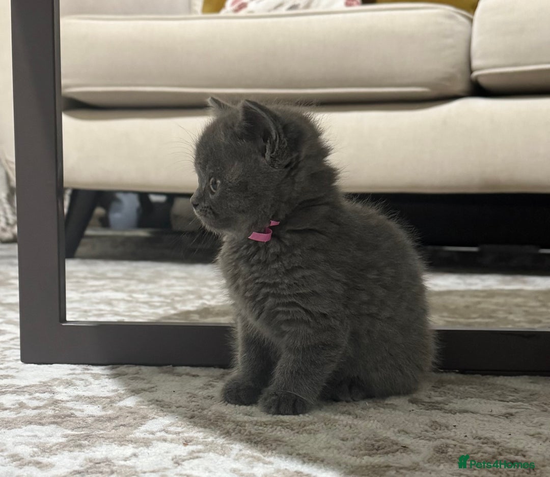 British Shorthair cats for sale: CHUNKY CHAMPION LINE BRITISH BLUE SHORTHAIR KITTEN - Advert 1