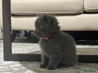 British Shorthair cats CHUNKY CHAMPION LINE BRITISH BLUE SHORTHAIR KITTEN - Advert 5