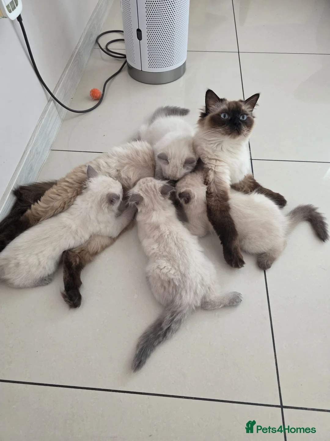 Ragdoll cats for sale: Ragdoll - Advert 1