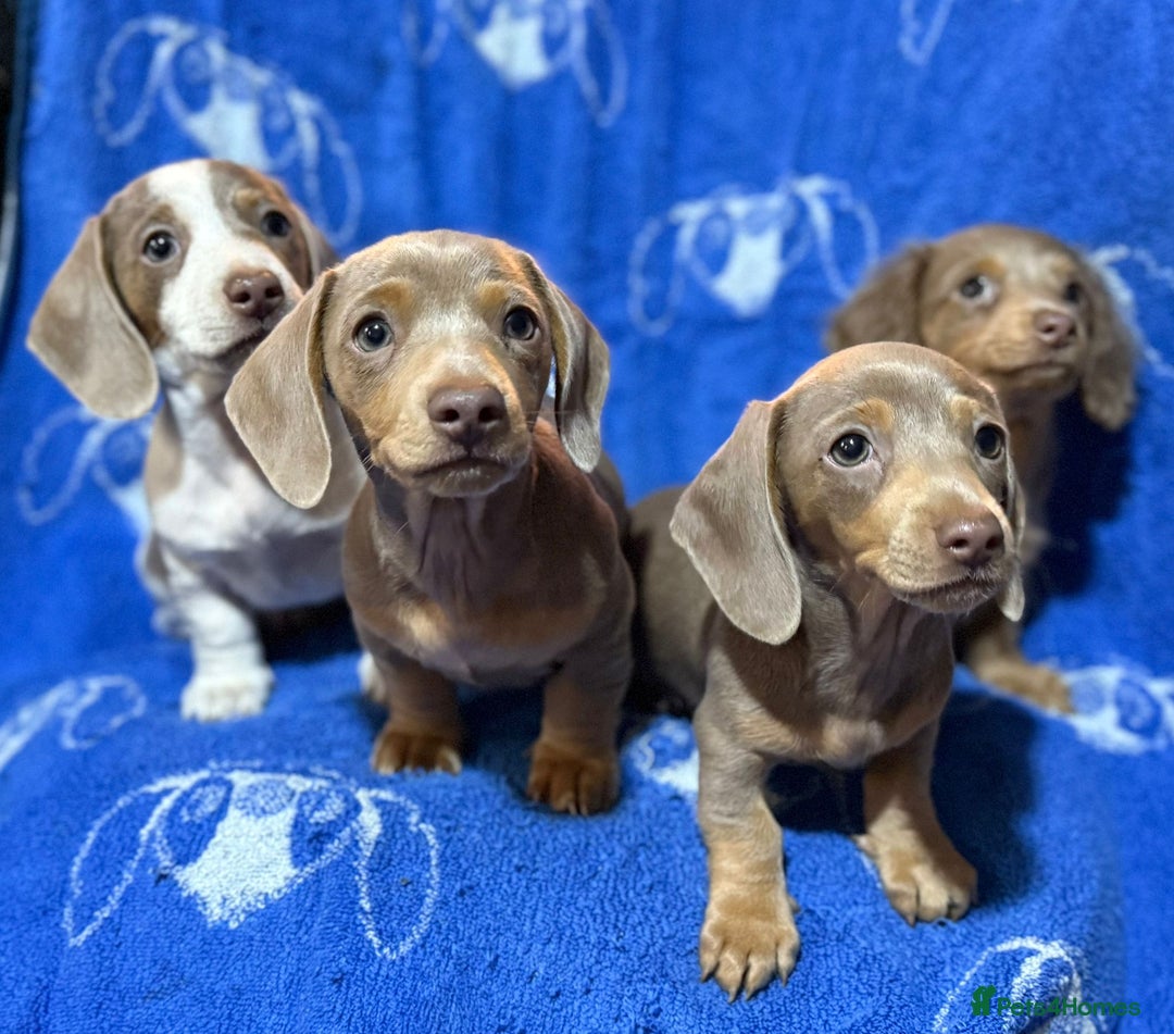 Dachshund dogs for sale: Dachshunds  - Image 16