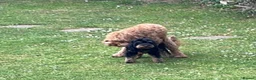Cavapoo dogs for stud:  Experienced Male Available for Stud Service  - Advert 4