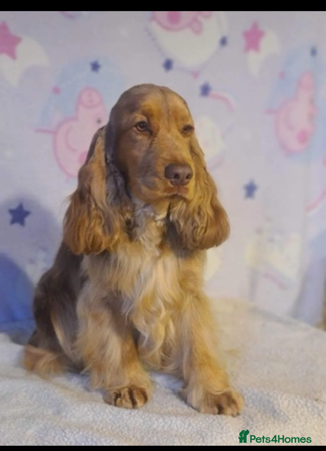 Cocker Spaniel dogs for stud: Stunning Choc Sable Show Cocker FOR STUD in Prudhoe - Advert 4
