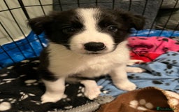 Mixed Breed dogs for sale: Collie Puppies for Sale - Image 3