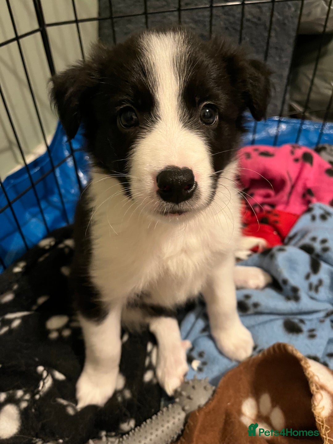 Mixed Breed dogs for sale: Collie Puppies for Sale - Image 3