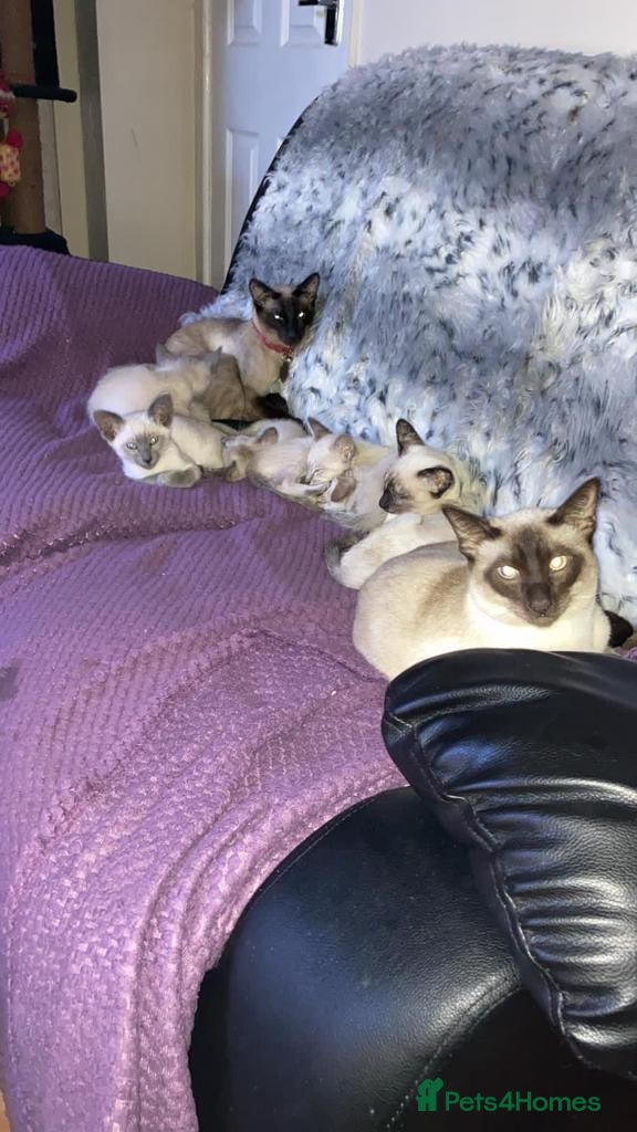 Siamese cats 💚🤍🐱 SIAMESE KITTENS 🐱🤍💙  - Advert 1