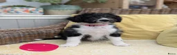 Bordoodle dogs for sale: Standard Bordoodle Puppies - Advert 3