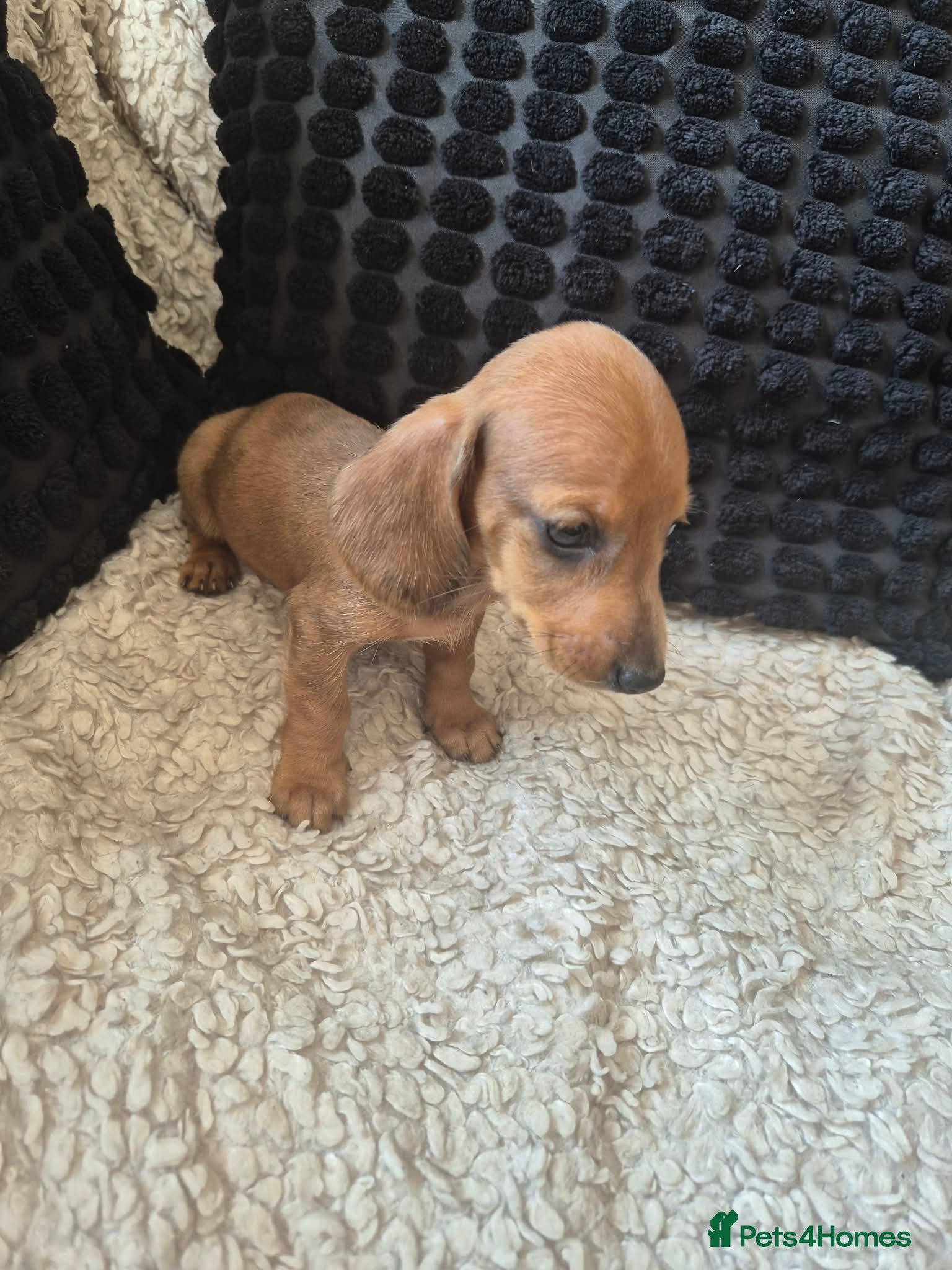 Dachshund dogs Ready Monday!! Kc mini dachshund puppies! - Advert 2
