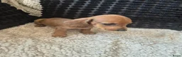 Dachshund dogs for sale: Kc dachshund puppies! - Advert 3