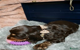 Cocker Spaniel dogs for sale: STUNNING LITTER OF KC SHOW COCKER SPANIEL PUPS!  - Image 26