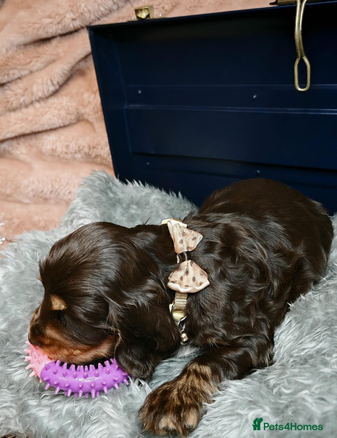 Cocker Spaniel dogs for sale: STUNNING LITTER OF KC SHOW COCKER SPANIEL PUPS!  - Image 26