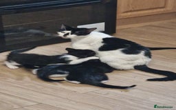 Mixed Breed cats for sale: Adorable kittens  - Image 18