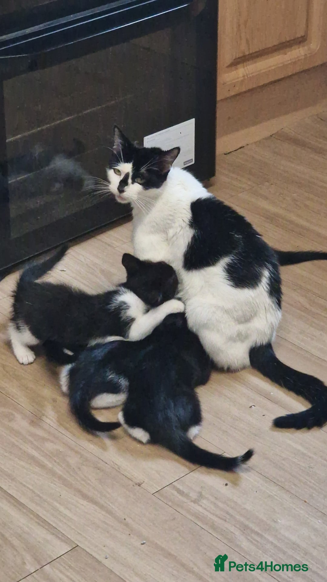 Mixed Breed cats for sale: Adorable kittens  - Image 18