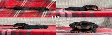 Miniature Dachshund 5