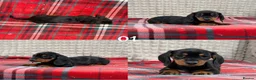 Miniature Dachshund dogs for sale: STUNNING KC MINI DACHSHUND PUPPIES READY NOW  - Advert 16