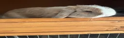 Mini Lop rabbits for sale: Purebred Mini Lop Buck 💙 - Advert 3