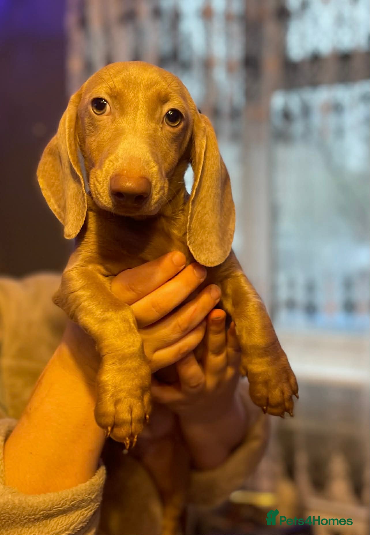 Miniature Dachshund dogs Isabelle miniature cream dachshund  - Advert 17