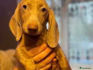 Miniature Dachshund dogs Isabelle miniature cream dachshund - Advert 3