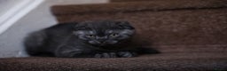 British Shorthair cats for stud: Lilac GCCF active stud Manchester  in Manchester - Advert 19