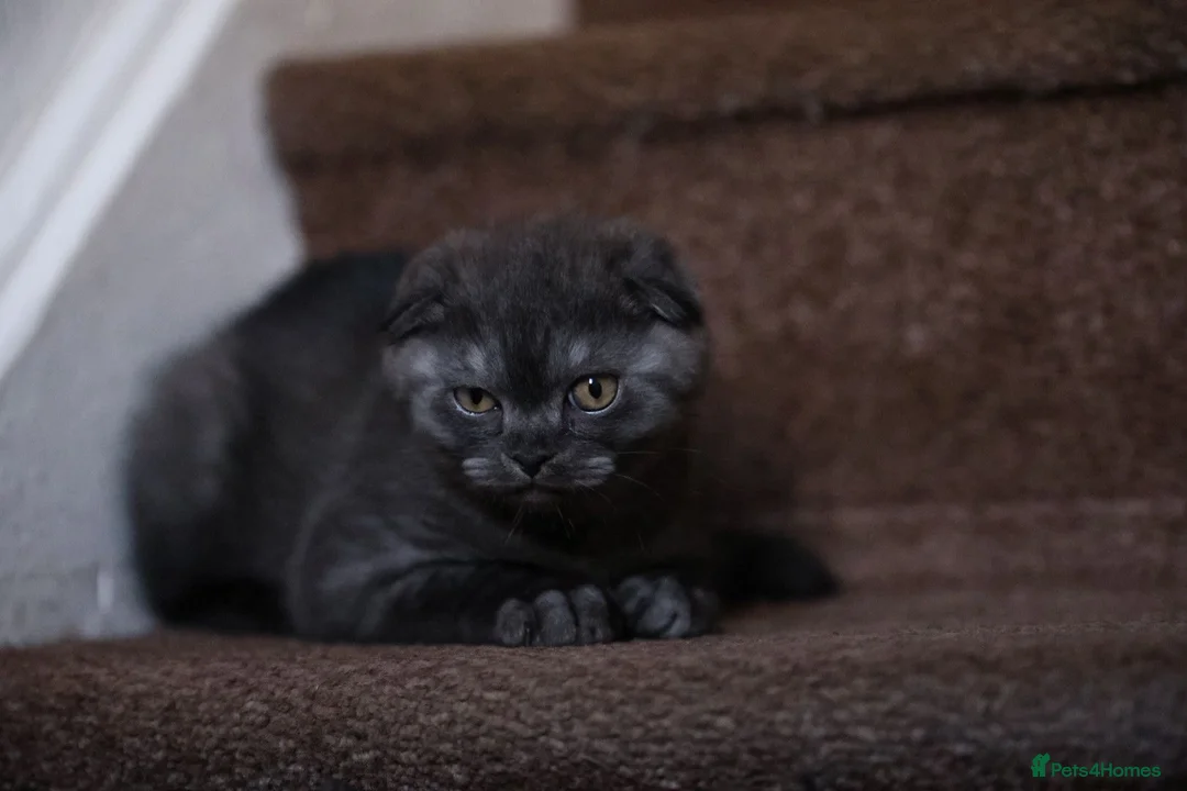 British Shorthair cats for stud: Lilac GCCF active stud Manchester  in Manchester - Advert 19
