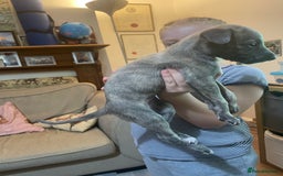 Whippet dogs for sale: Adorable home bred KC whippets - Image 29