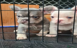 French Bulldog dogs for sale: Big Perm, fluffy and furnished frenchies  - Image 31