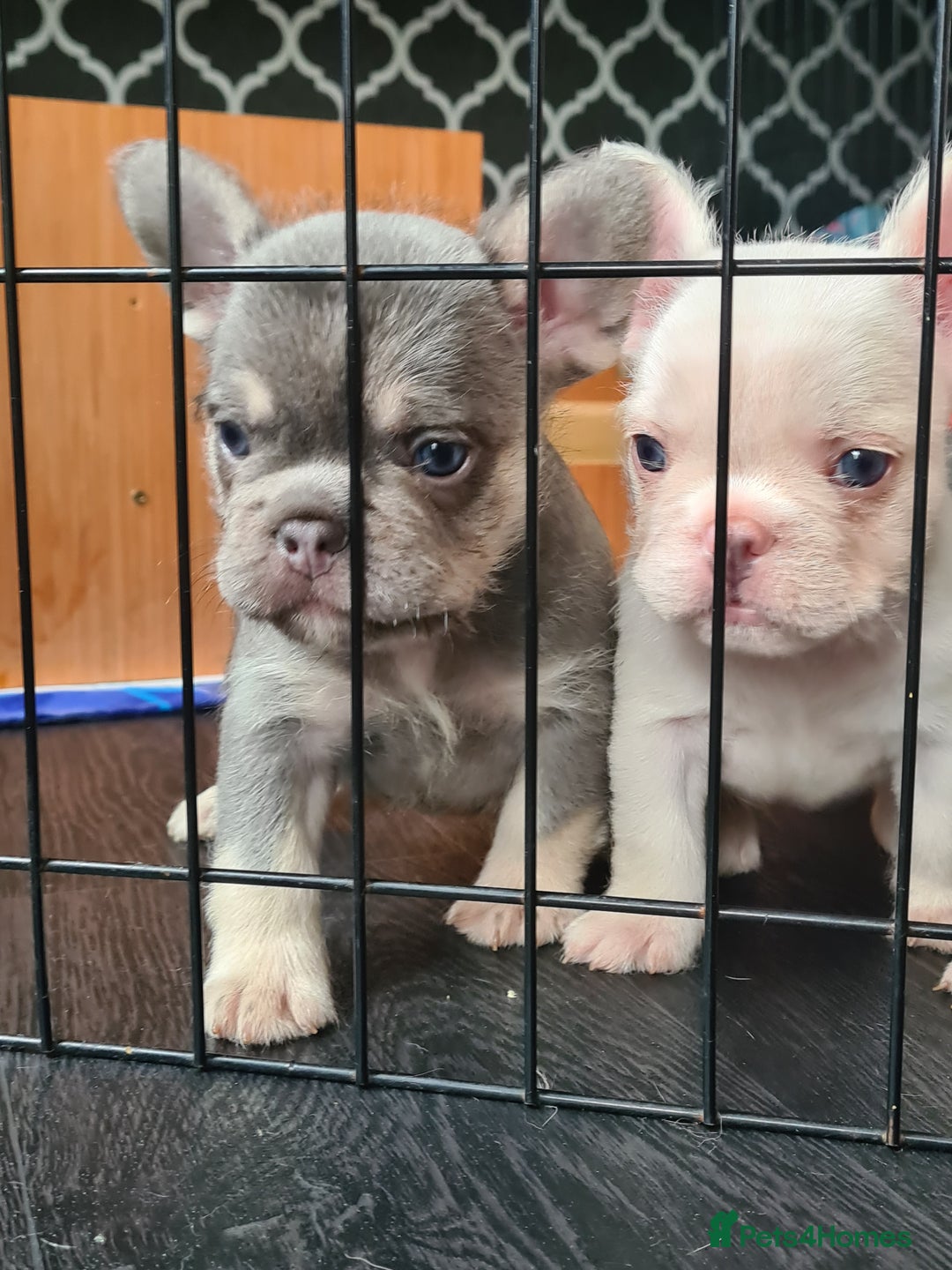 French Bulldog dogs for sale: Big Perm, fluffy and furnished frenchies  - Image 31