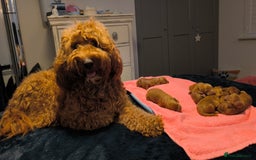 Cockapoo dogs for sale: Red Fox Cockapoo Puppies For Sale In Glasgow - Image 1