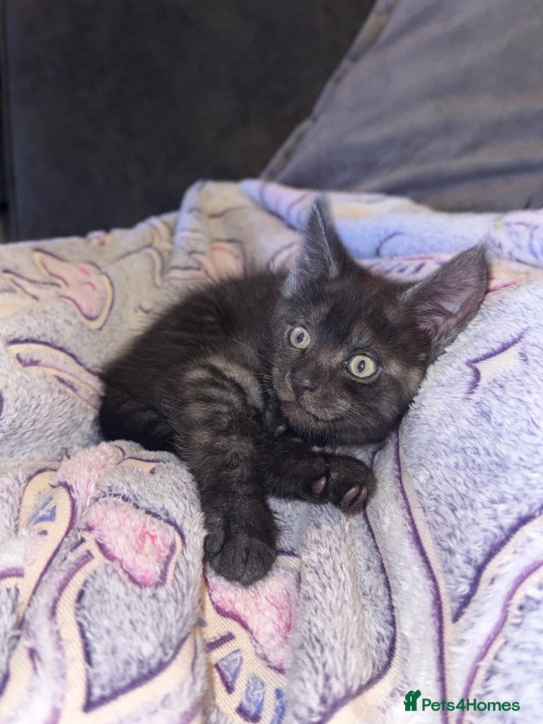 Maine Coon cats for sale: 2 Half Maine Coons for sale  - Advert 1