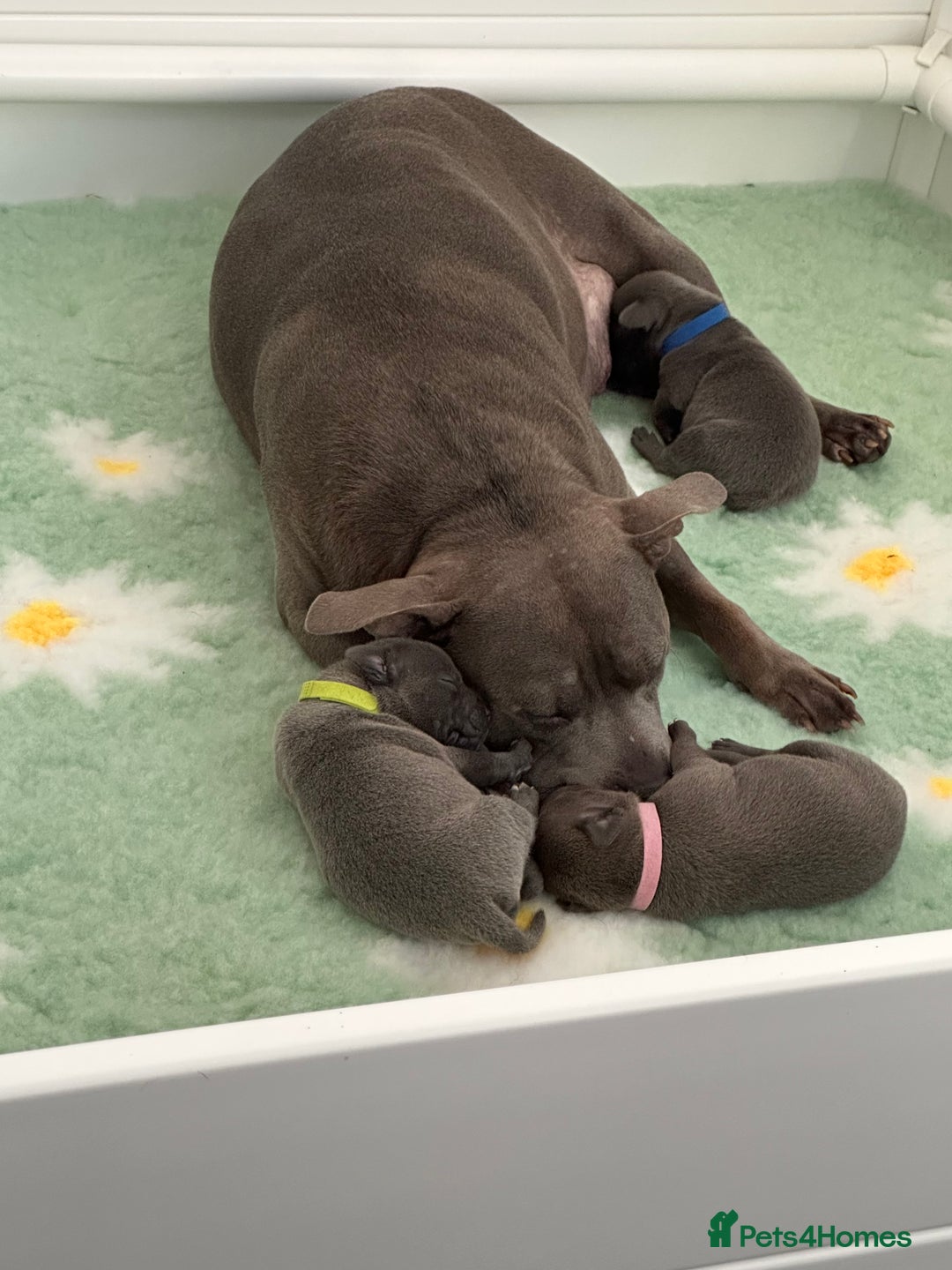 Staffordshire Bull Terrier dogs for sale: KC reg Staffordshire Bull Terrier Blue Puppies - Image 4