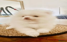 Pomeranian dogs for sale: Your little Pomeranian friend  - Image 6