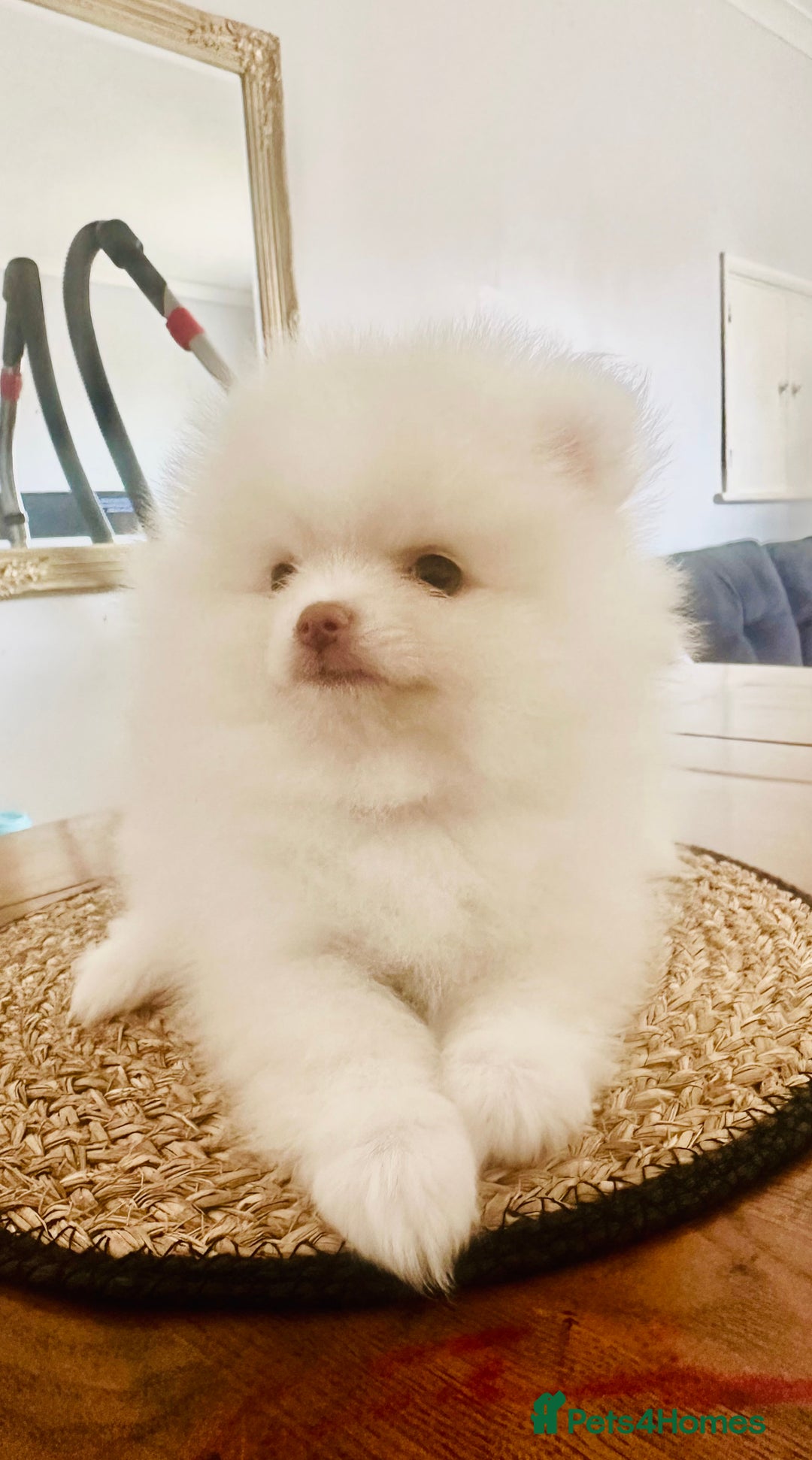 Pomeranian dogs for sale: Your little Pomeranian friend  - Image 6