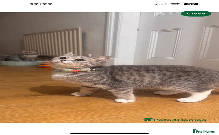 British Shorthair cats - Advert 15