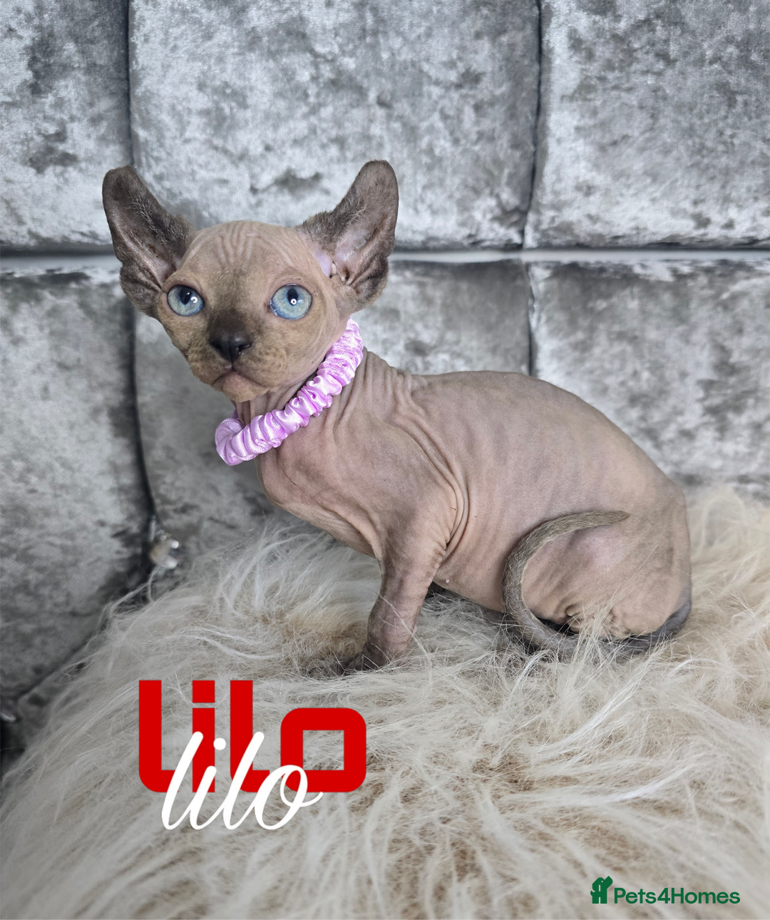Sphynx cats for sale: 💙LITTLE BOY🩵Sphynx Kitten🩵TESTED 🐈  - Image 8