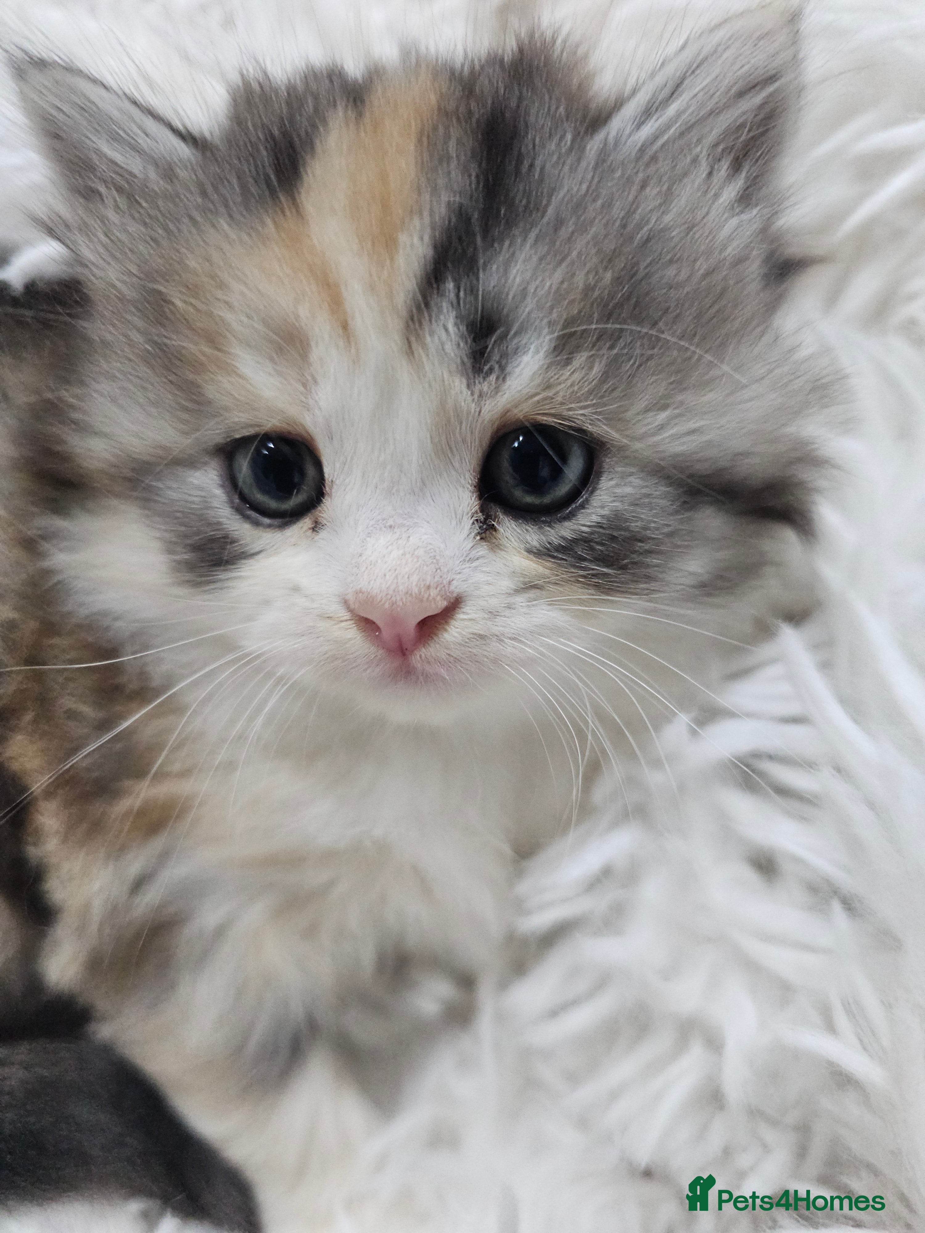 Persian cats Ready to go. Persian Adorable fluffy  kittens - Advert 17