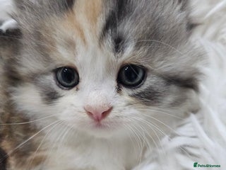 Persian cats Ready to go. Persian Adorable fluffy kittens - Advert 17