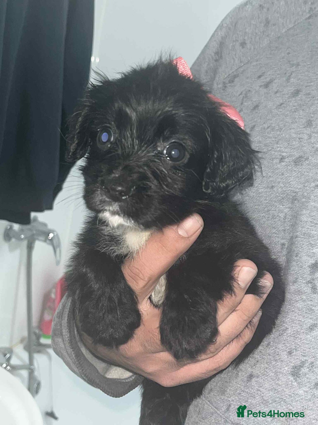 Cocker Spaniel dogs for sale: Cocker Spaniel girl puppies - Advert 5