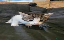 Maine Coon cats for sale: Maine Coon X - Image 8