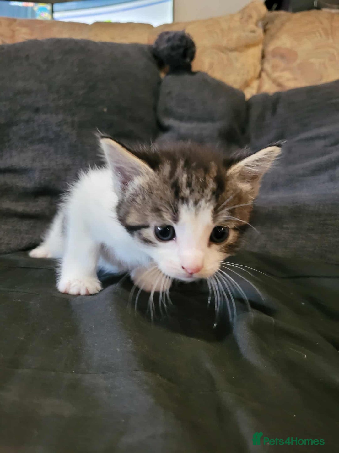 Maine Coon cats for sale: Maine Coon X - Image 8