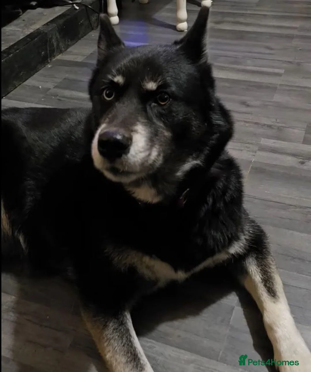 Siberian Husky dogs for sale: Pure Bred Siberian Husky Puppies in Rhyl - Advert 1