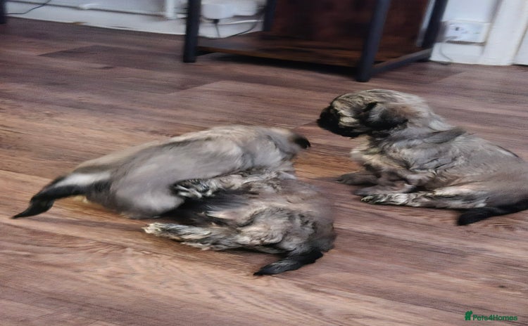 Mixed Breed dogs - Advert 1