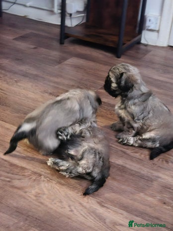 Mixed Breed dogs - Advert 1