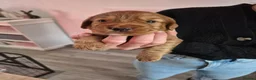 Sprocker dogs for sale: Fox red sprocker puppies - Advert 7