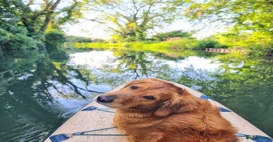 Golden Retriever dogs - Advert 12
