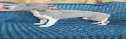 Whippet dogs for sale: 🐾 Beautiful Whippet Puppies Ready Now 🐾 - Advert 12