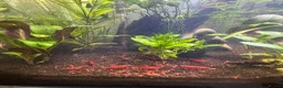 Shrimps fish for sale: CHERRY SHRIMP!! £2 EACH!! 6 for £10!! in Carshalton - Advert 3