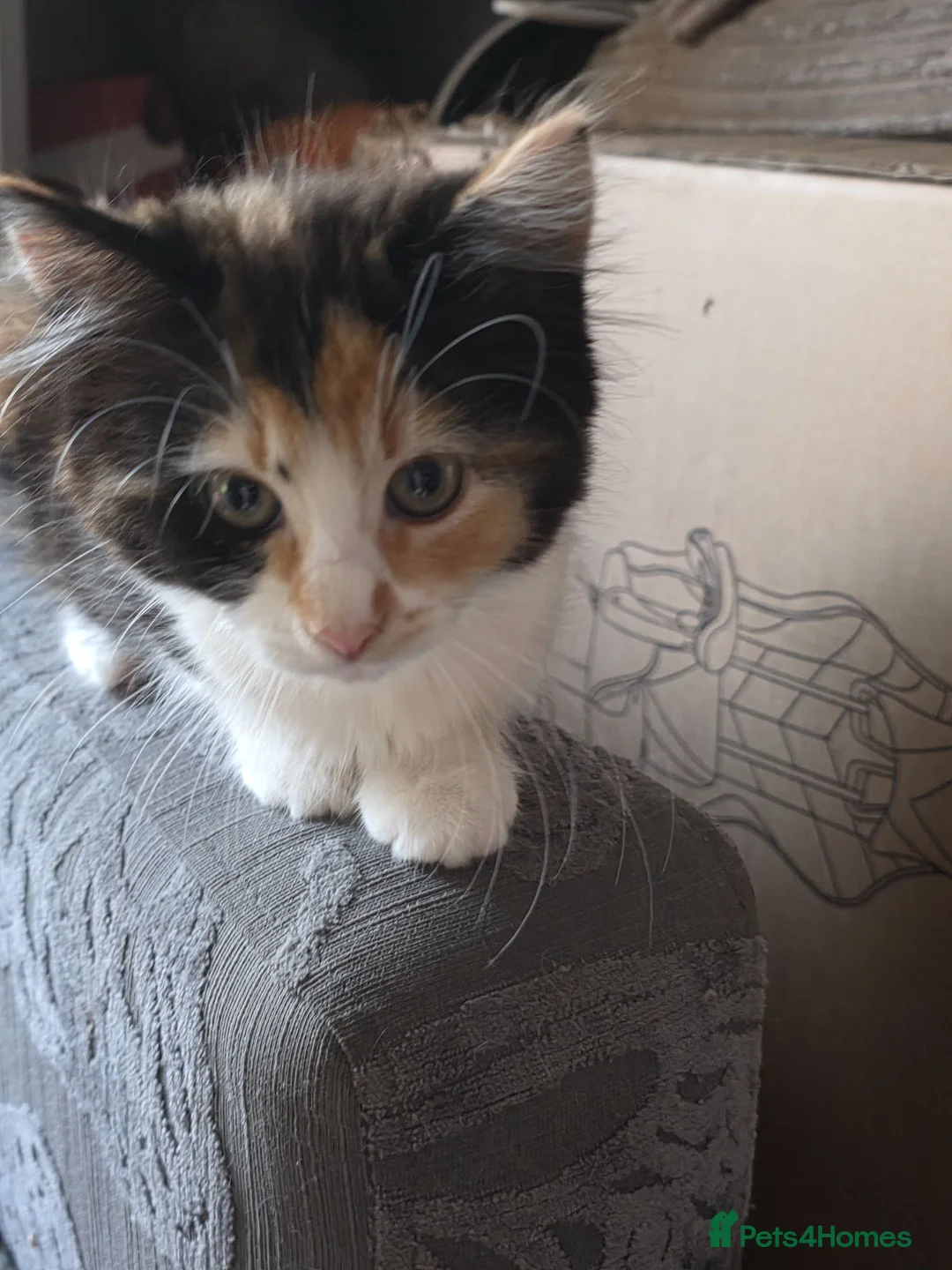 Mixed Breed cats for sale: Mixed breed  in Pontefract - Advert 8