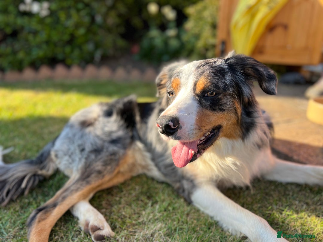 Border Collie dogs for stud: Stud Dog Available – Poe - Image 12