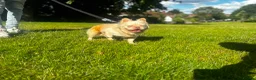 French Bulldog dogs for sale: Fluffy French Bulldog  - Advert 2