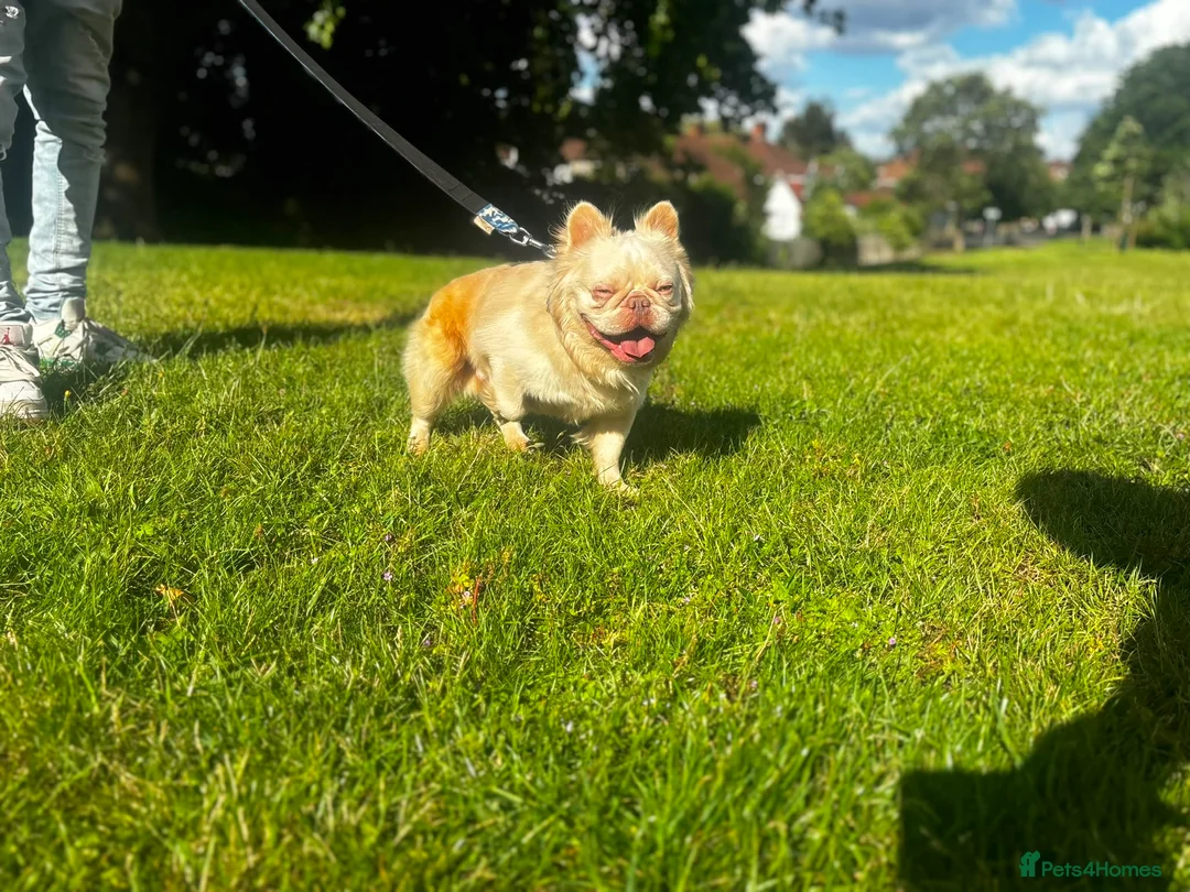 French Bulldog dogs for sale: Fluffy French Bulldog  - Advert 2