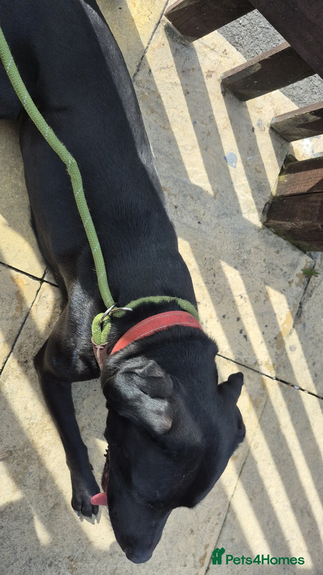 Mixed Breed dogs for sale: READ AD - LAB X STAFF - Advert 2